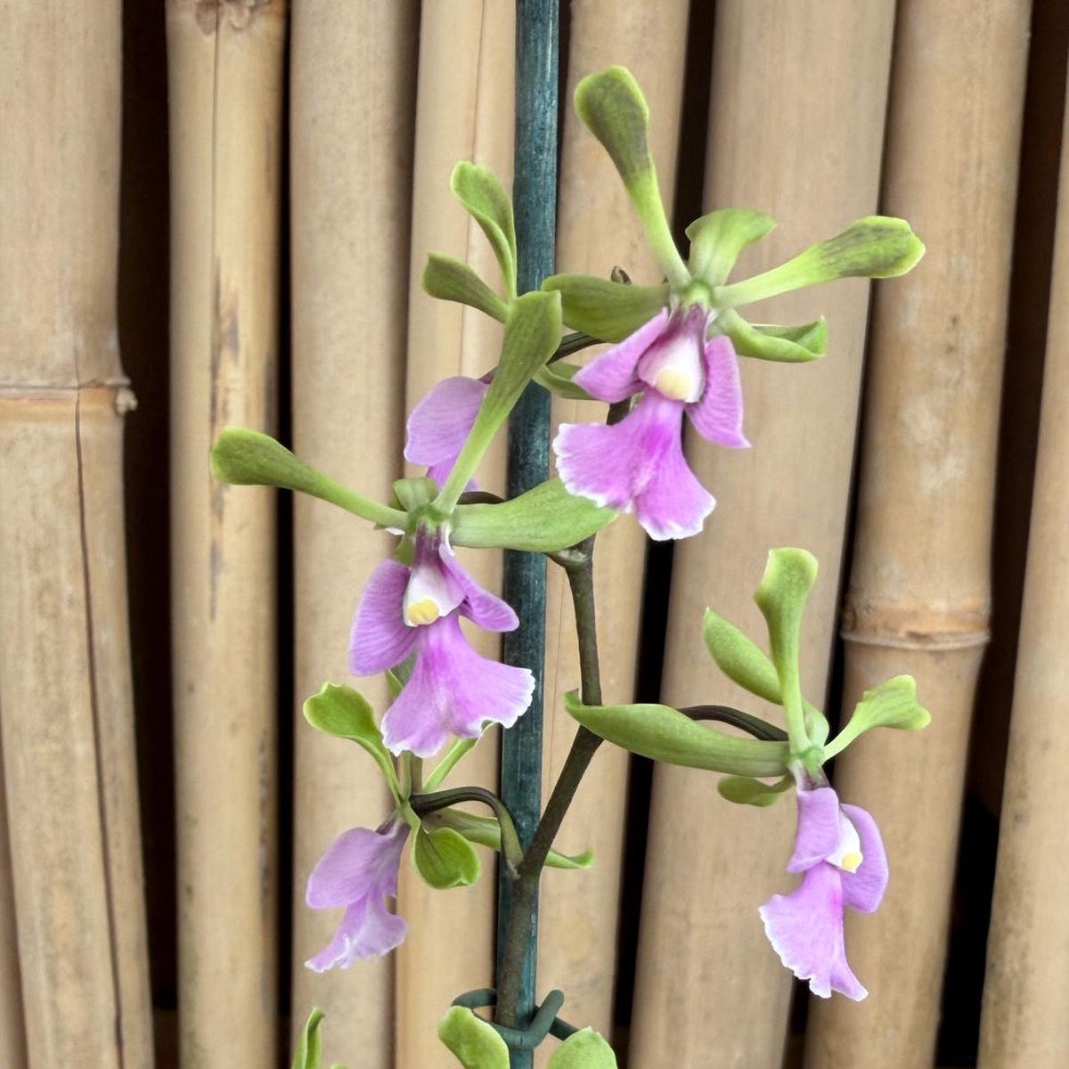 Epy. Serena O'Neill 'Volcano Queen' (4" Pot) - Buds