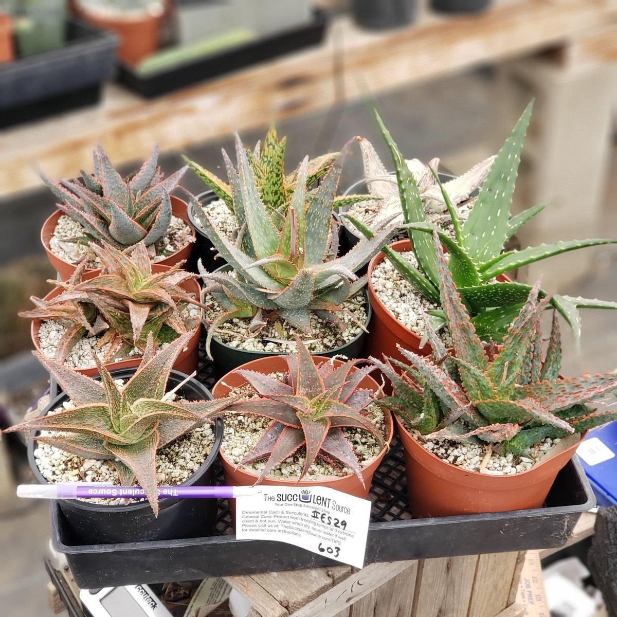 #ES29 EXACT Tray of Aloe assortment in 6" containers