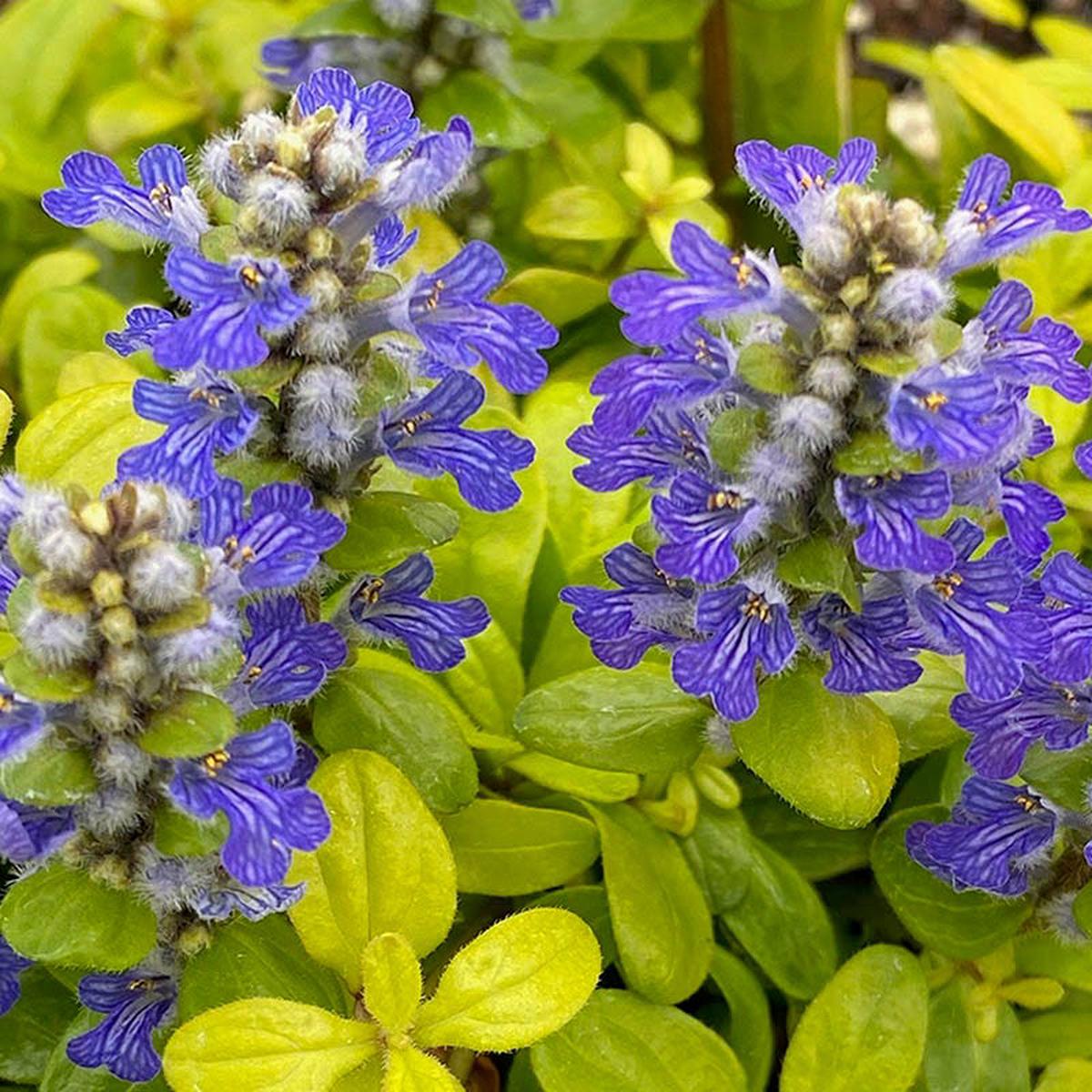 Feathered Friends Cordial Canary Ajuga