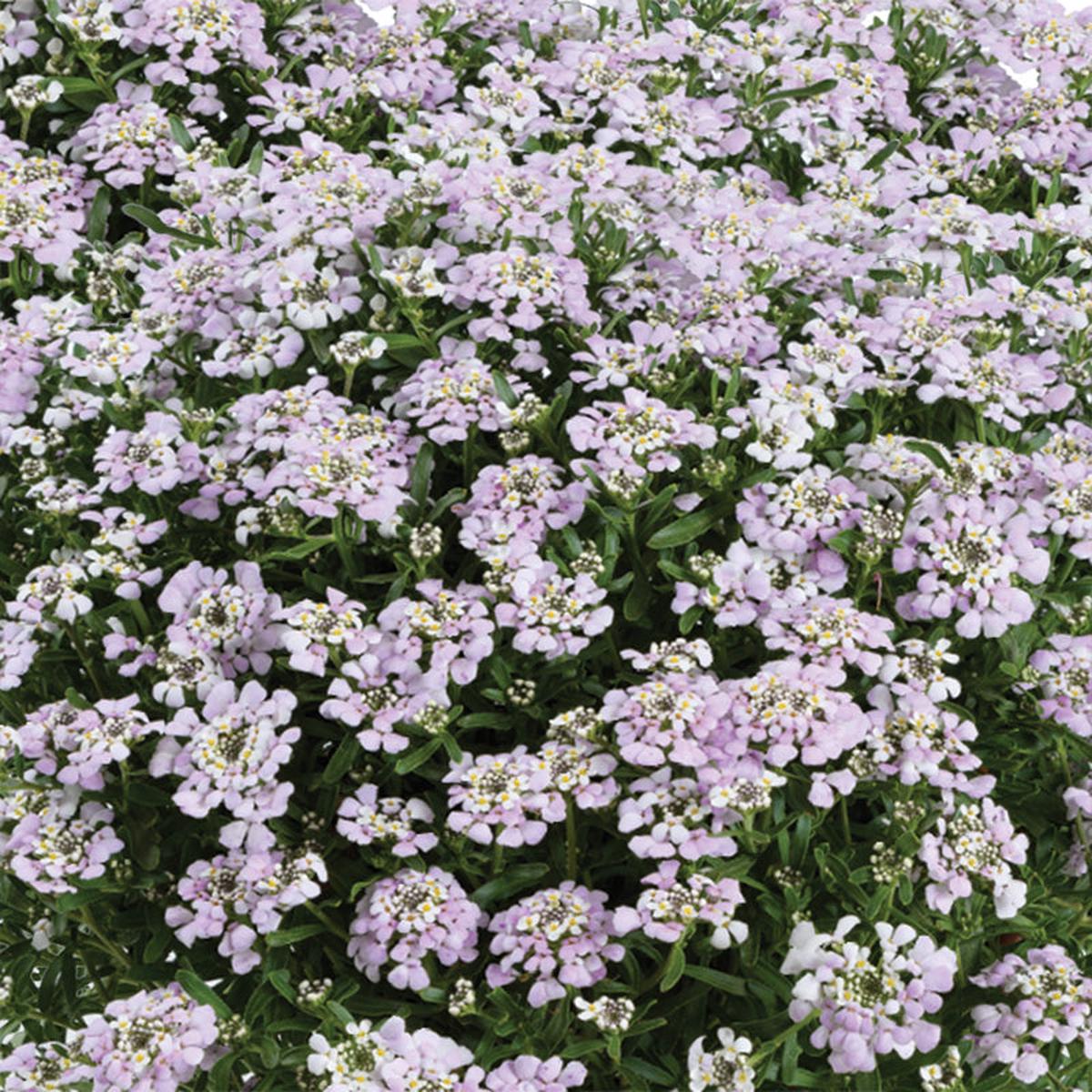 First Flush Lavender Candytuft (Iberis)