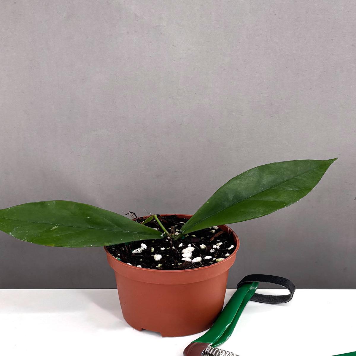 Hoya Lobbii Black