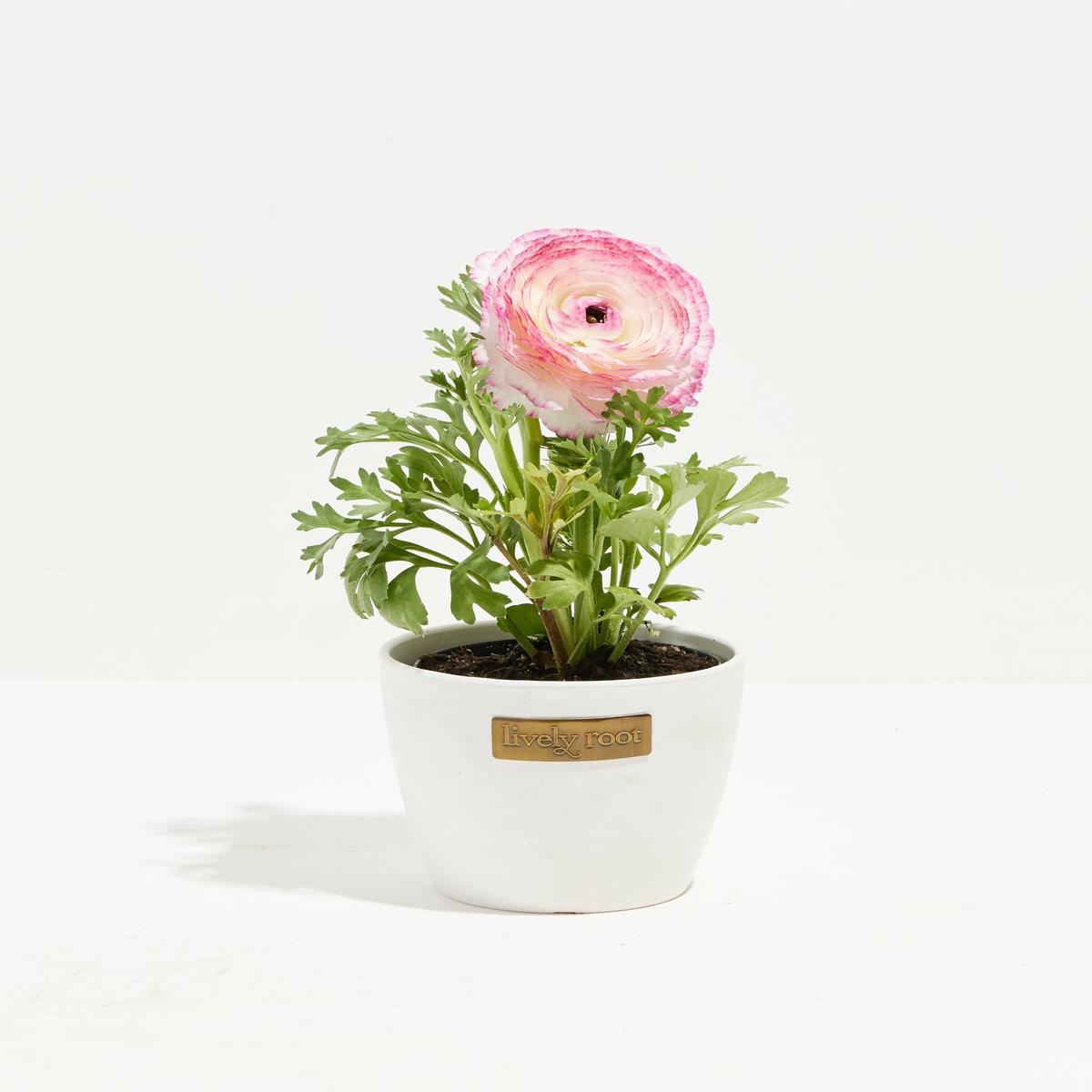 Ranunculus Premier