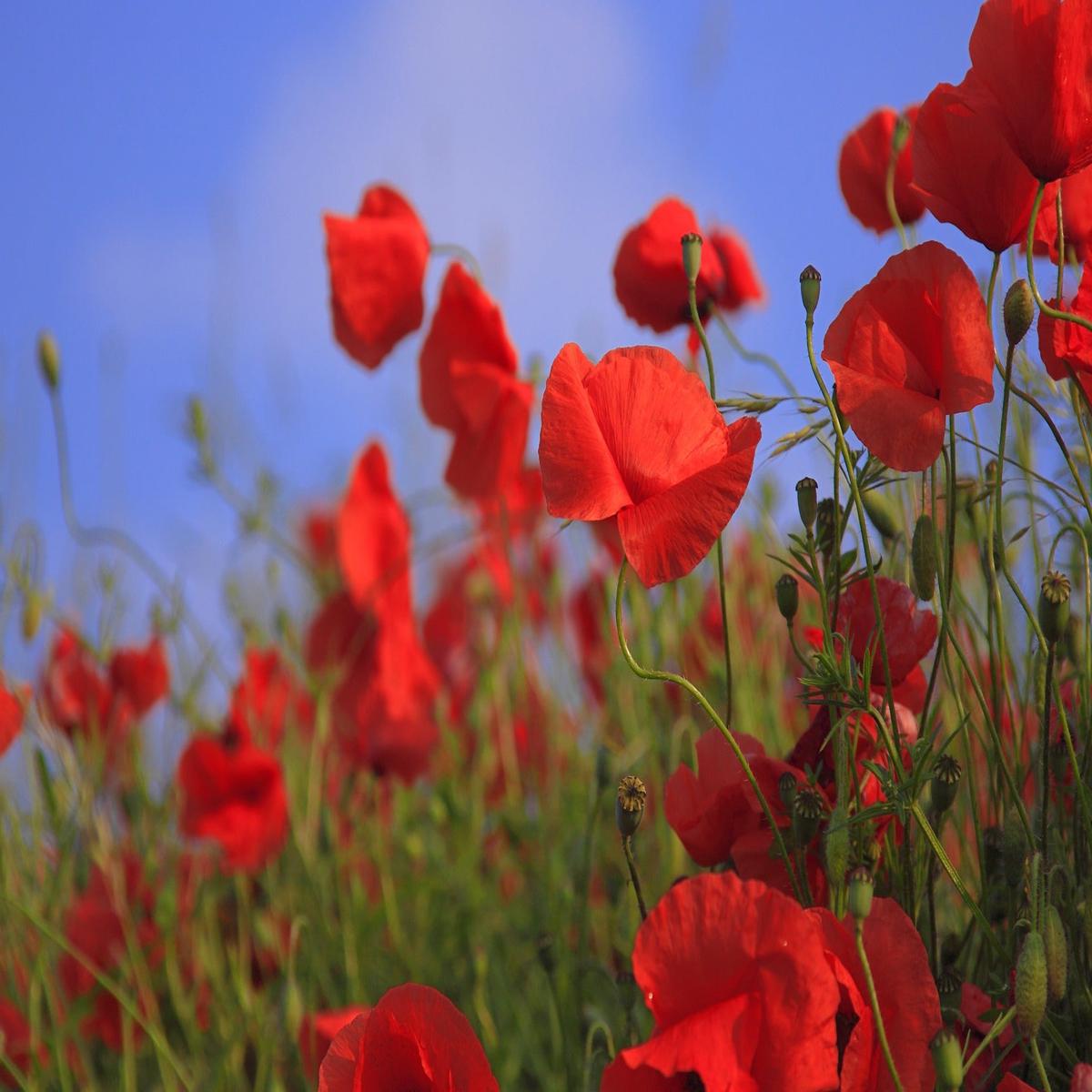 Red Corn Poppy Wildflower Seed
