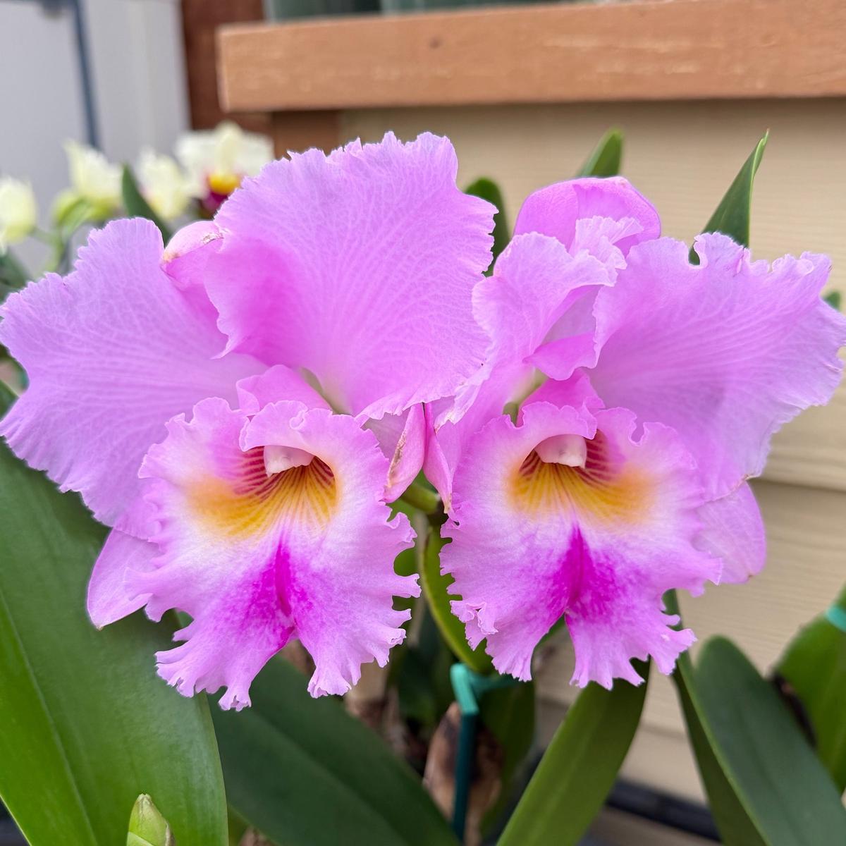 Rlc. Volcano Feeling 'Volcano Queen' (5.5" Pot) - Buds