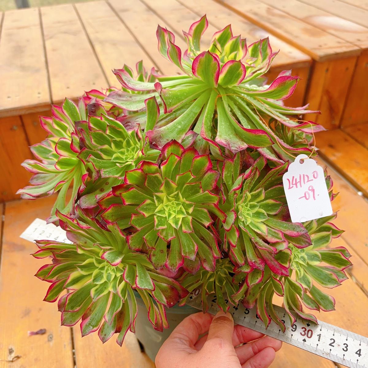 UniqueNo.241102-09.Aeonium Tian HeCluster.Sizes Shown in Photos.