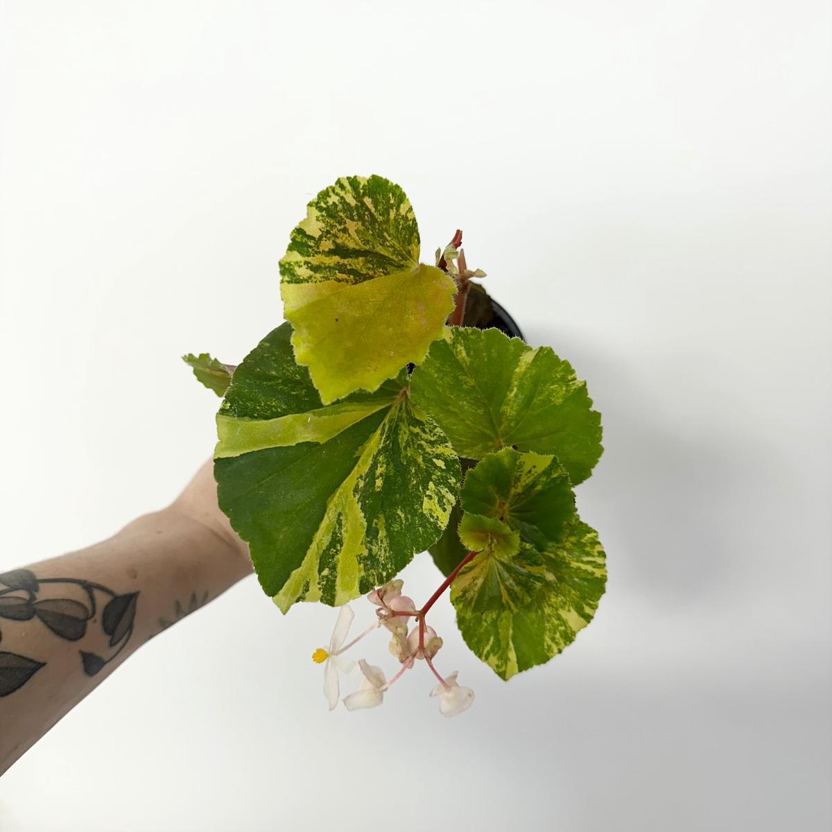 Z-5164 - Begonia cucullata (variegated)