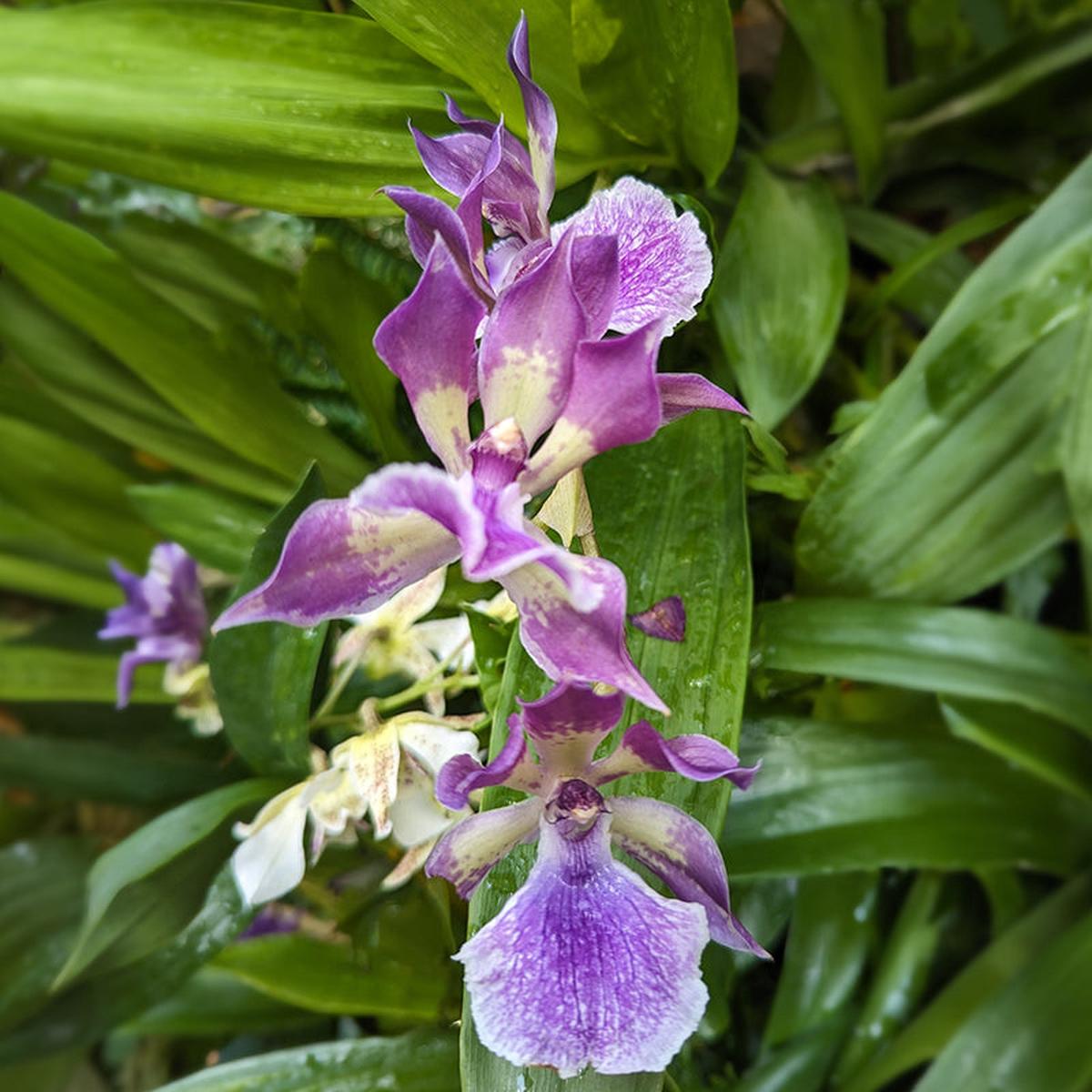 Zns. Orchid Murasakikomachi Blue Hawaii (Zygonisia Murasakikomachi)