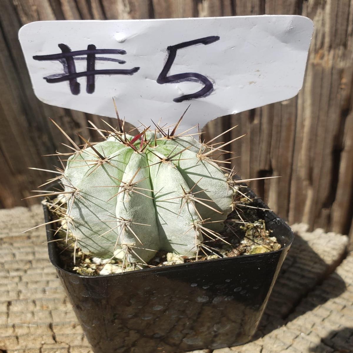 #5C Polaskia chichipe 2"