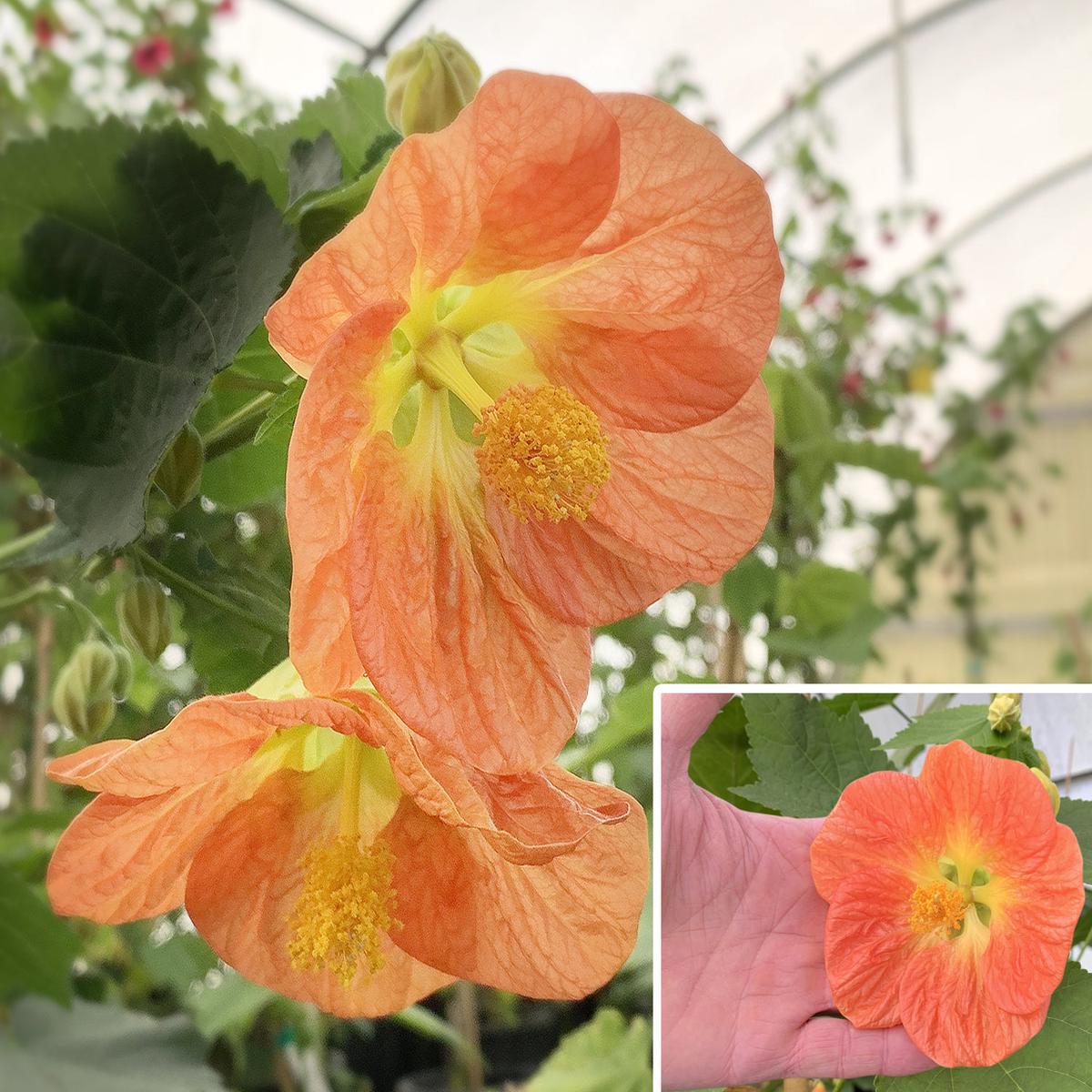 Abutilon Victor Reiter (Abutilon hybrid)