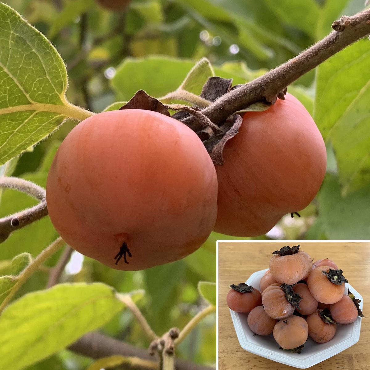 American Persimmon Tree Prairie Gem (Diospyros virginiana)