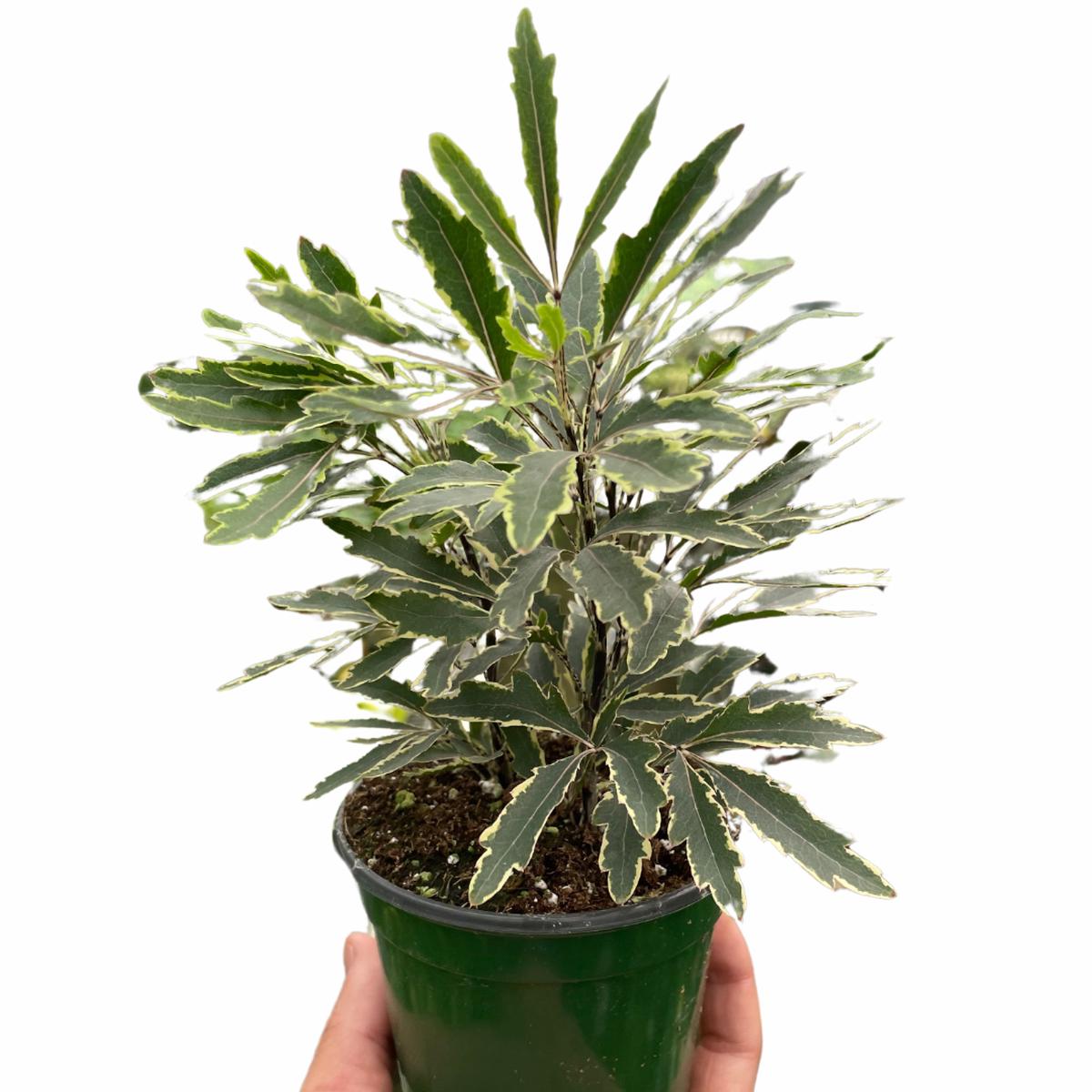 Aralia 'Bianca'