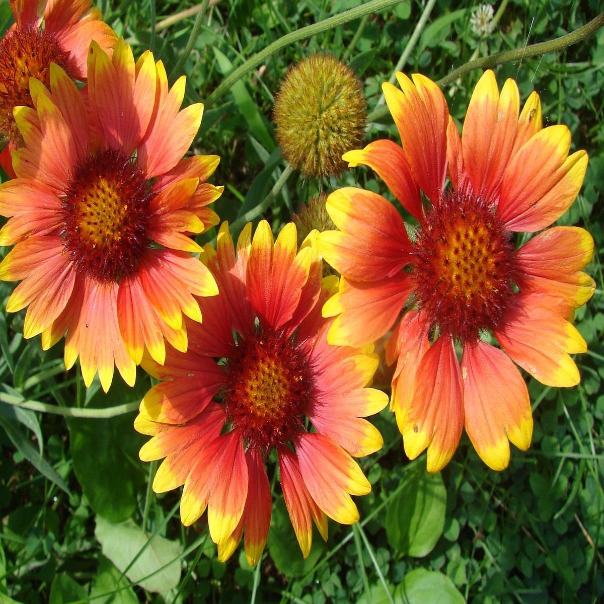 Blanketflower Wildflower Seed