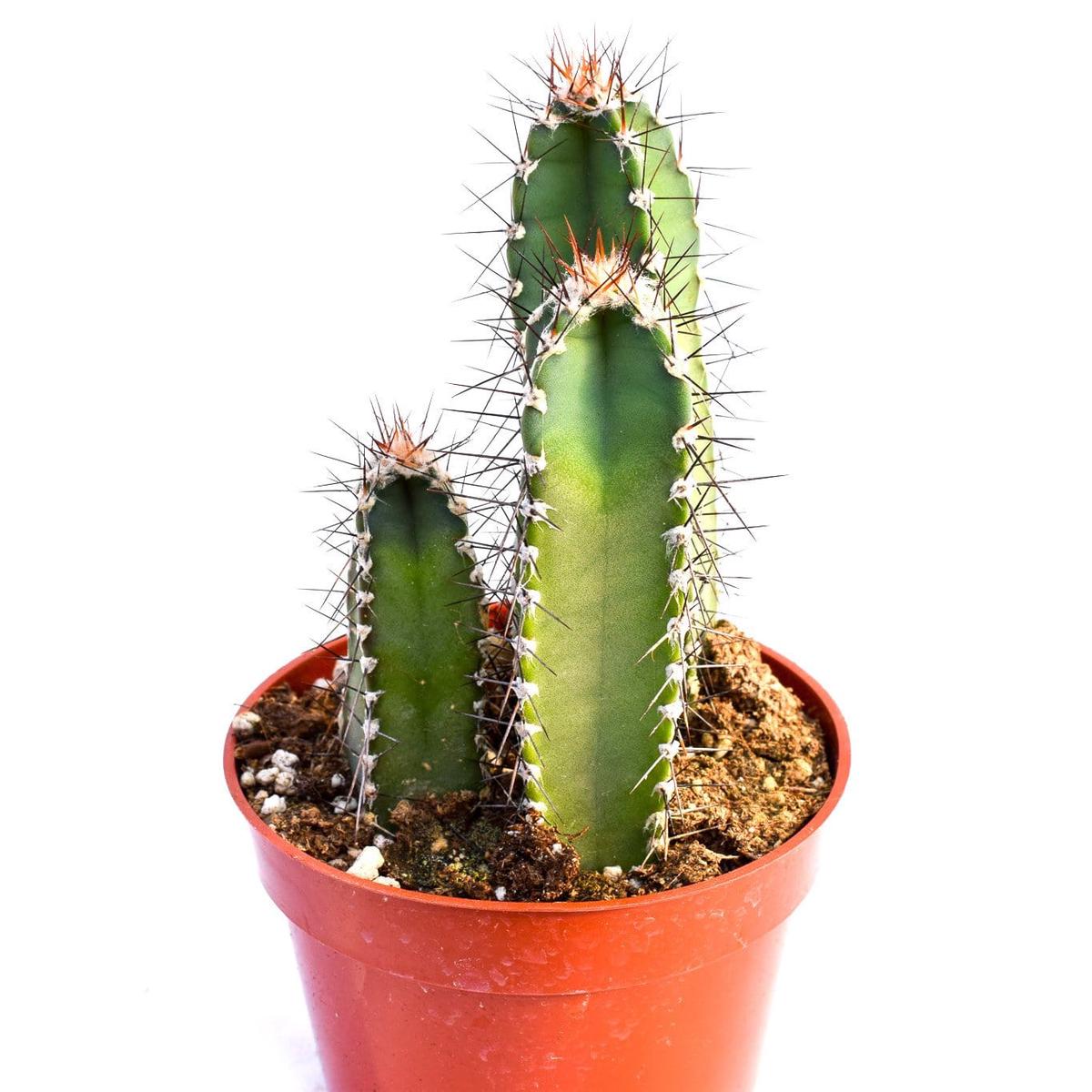 Cereus Forbesii