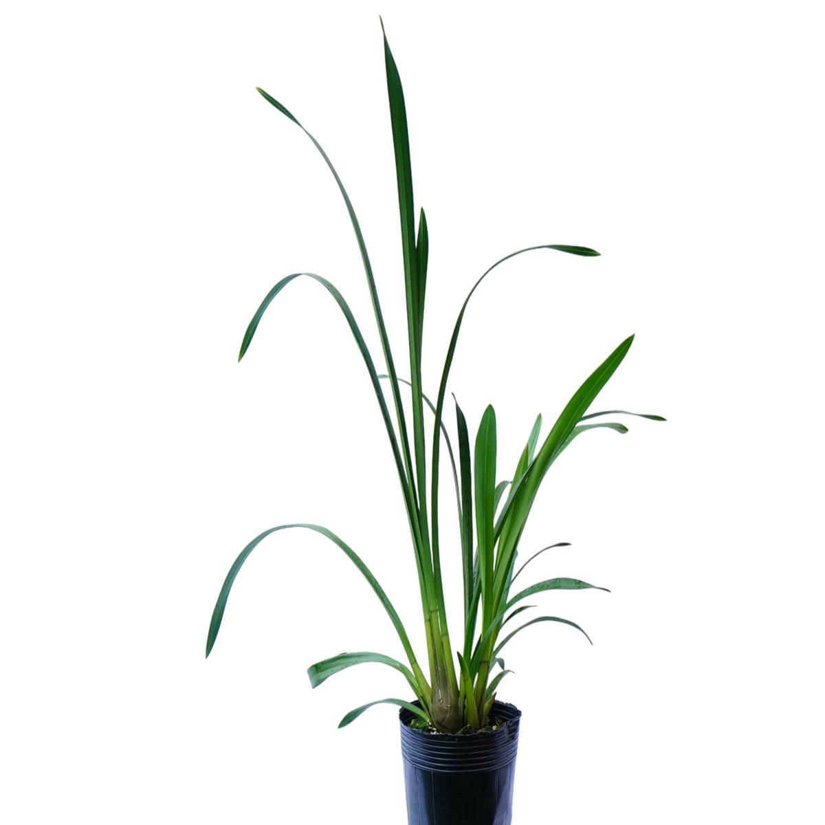 Cymbidium Granny Smith 'T.P' (medium)