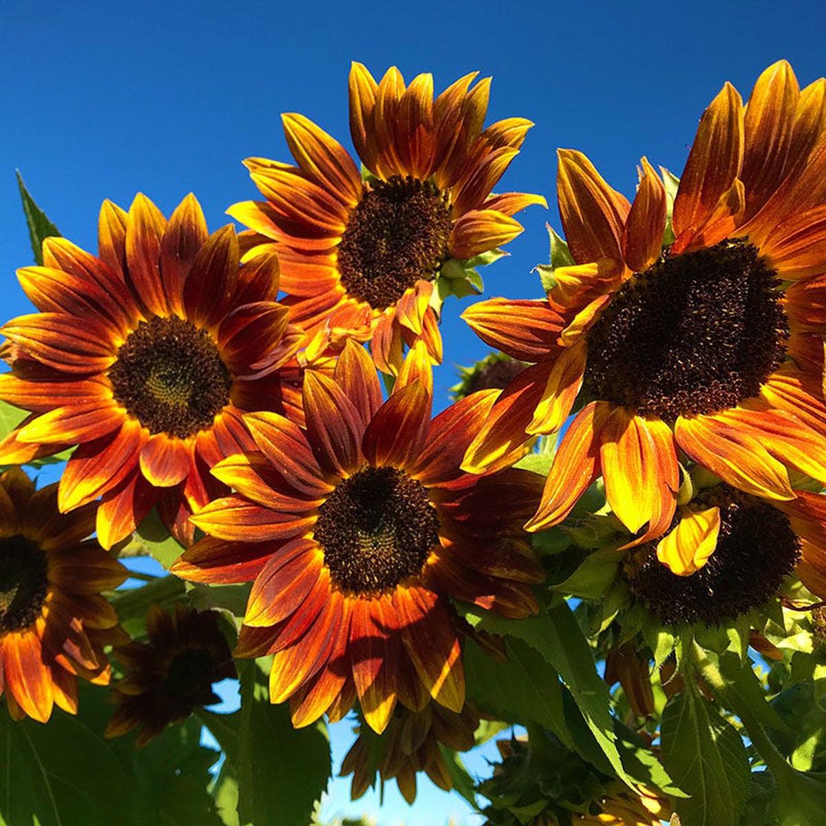 Earthwalker Sunflower Seeds