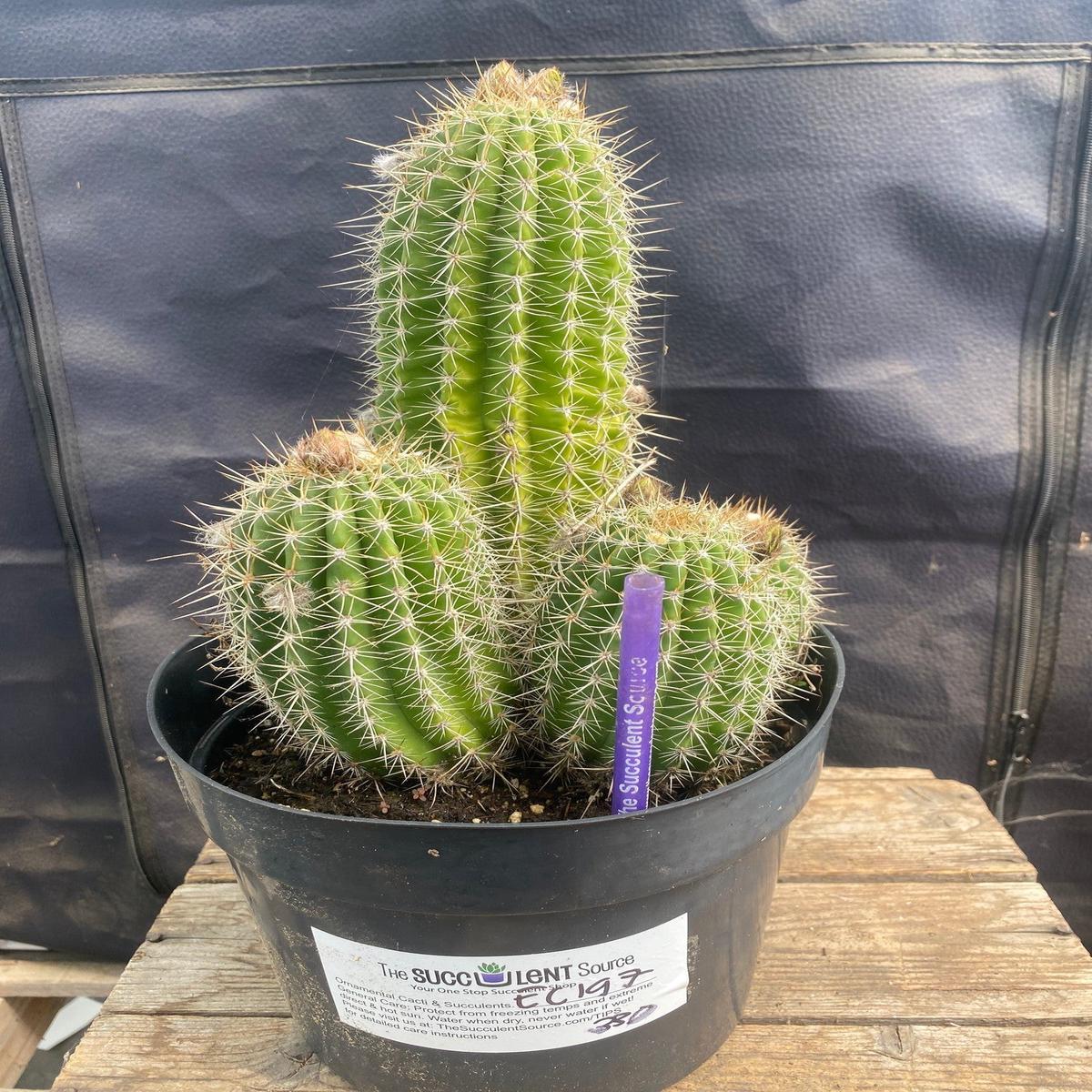 #EC197 EXACT Trichocereus Grandiflorus Hybrid Ornamental Cactus