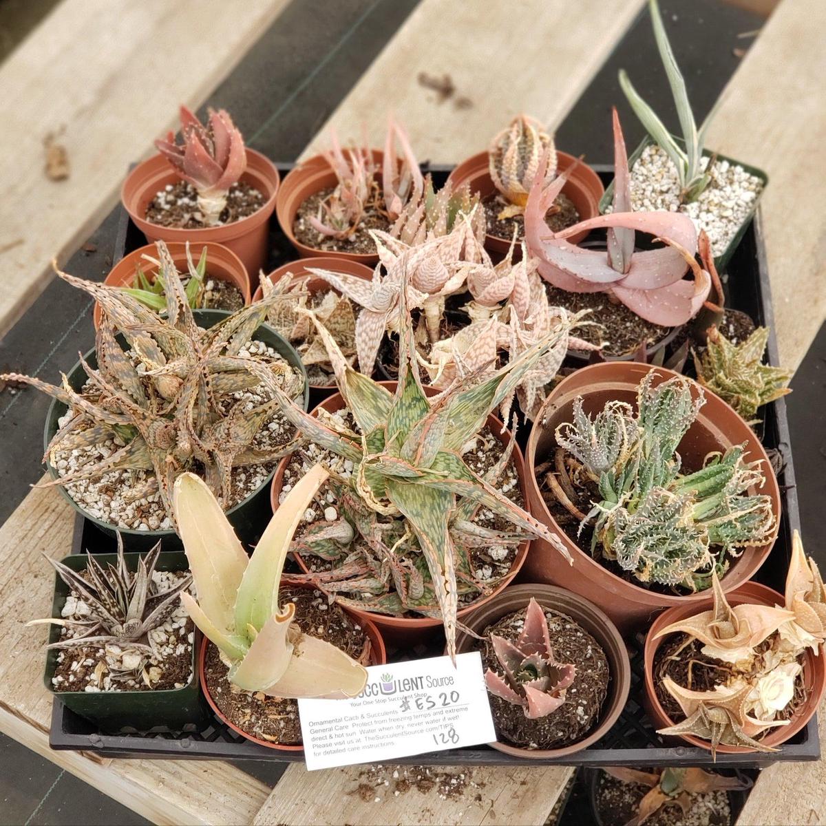 #ES38 EXACT Aloe and Agave discount Lot