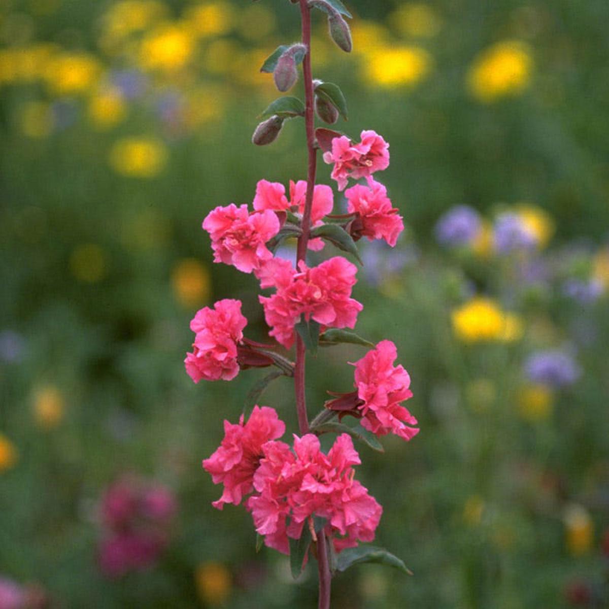 Farewell to Spring Seeds