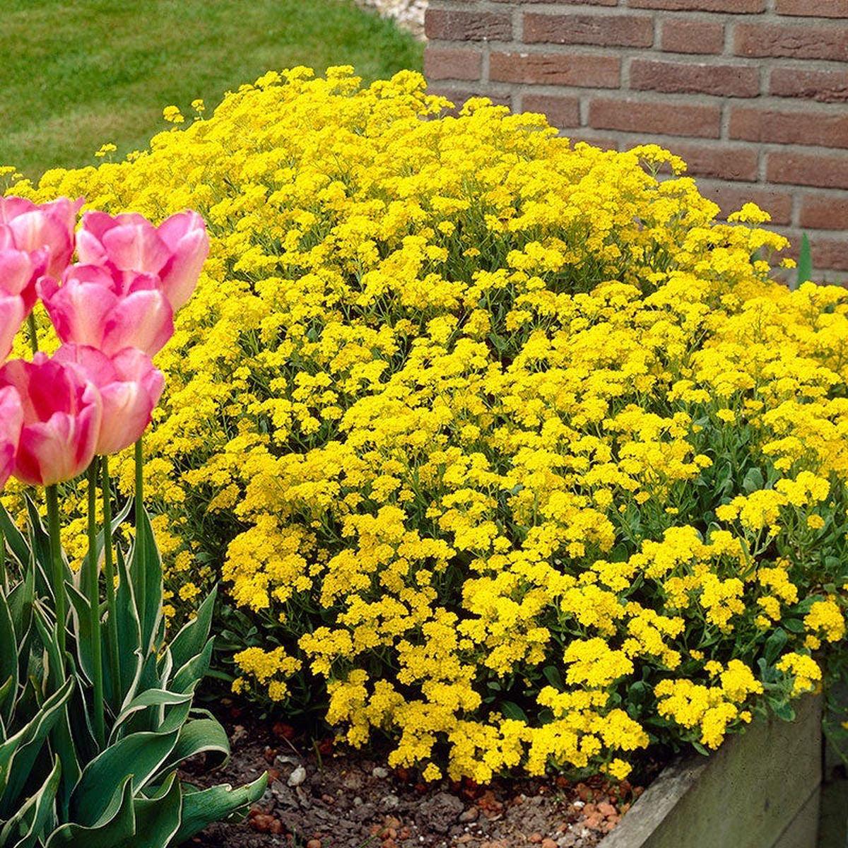 Golden Spring Alyssum