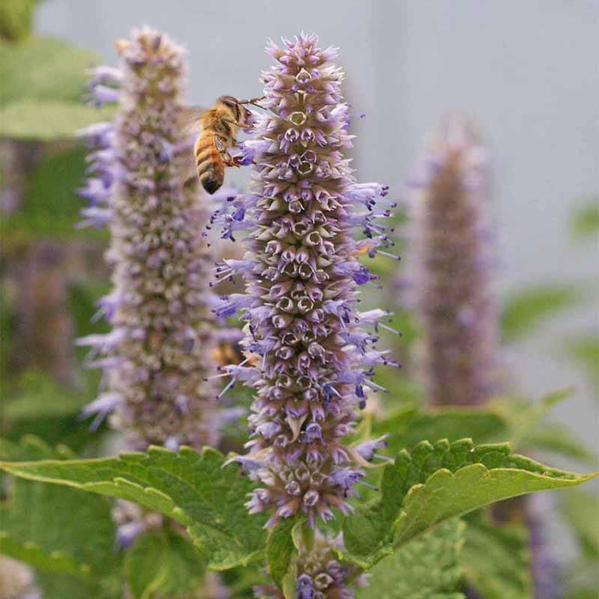 Lavender Hyssop Seeds