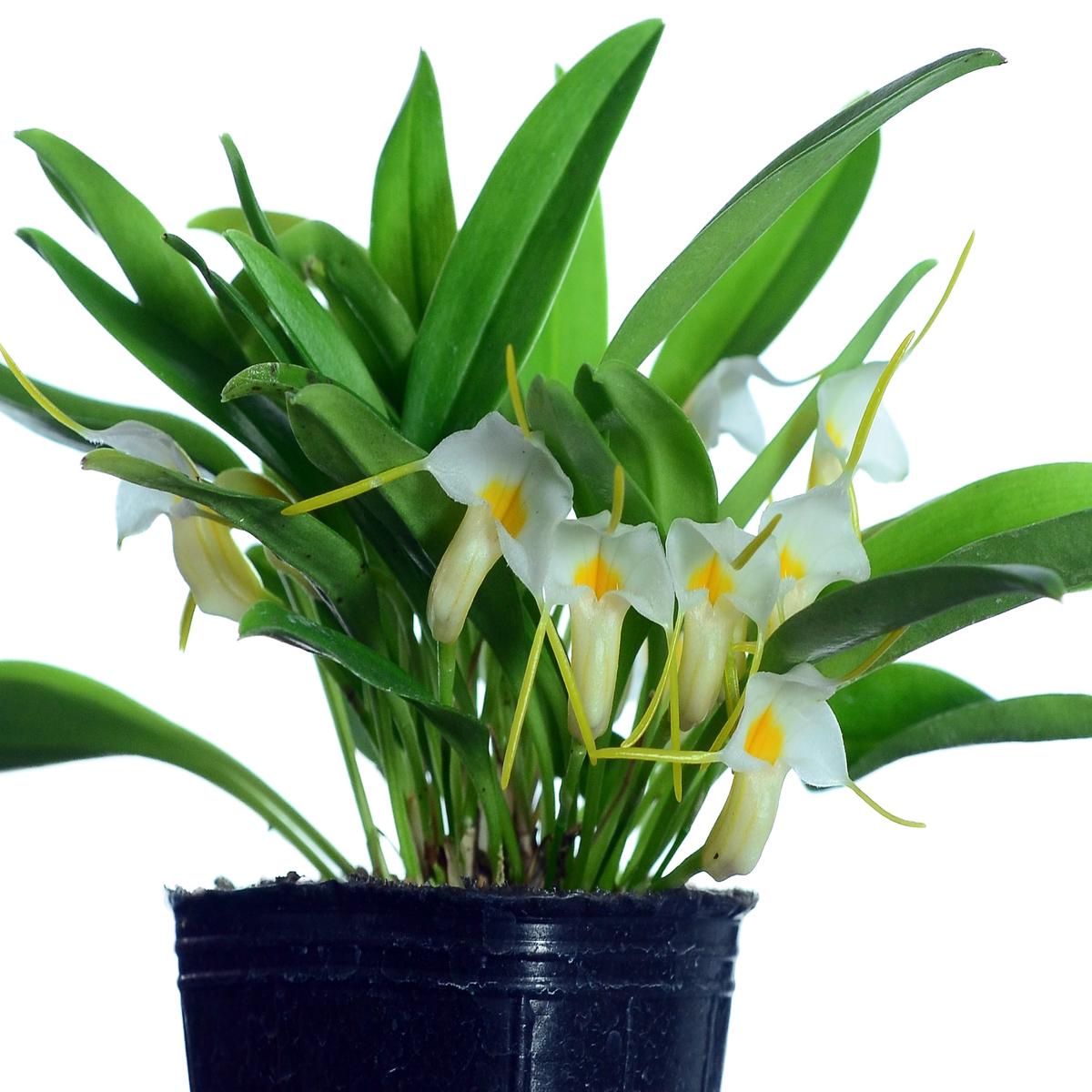 Masdevallia fuchsii 'Ecuagenera'