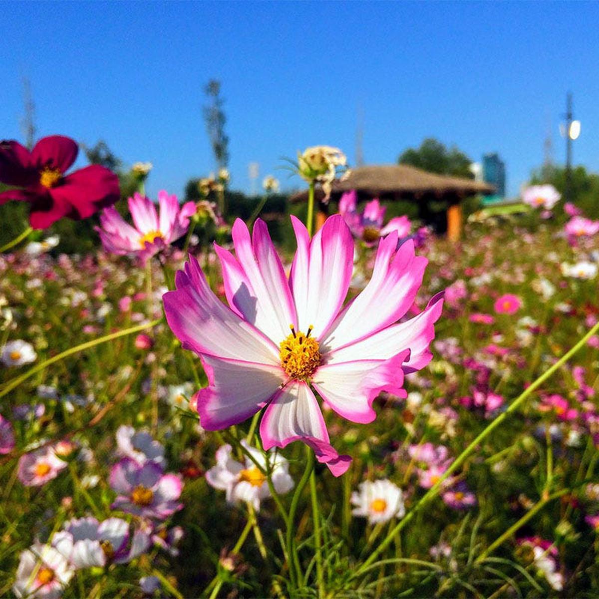 Picotee Cosmos Seeds