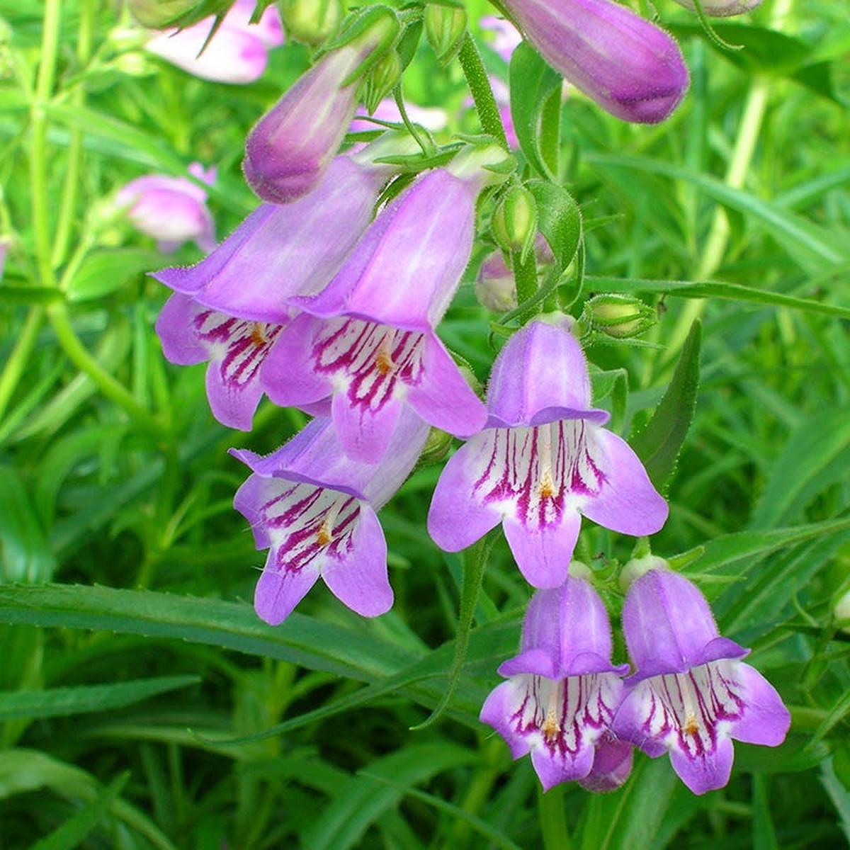 Shadow Mountain Penstemon