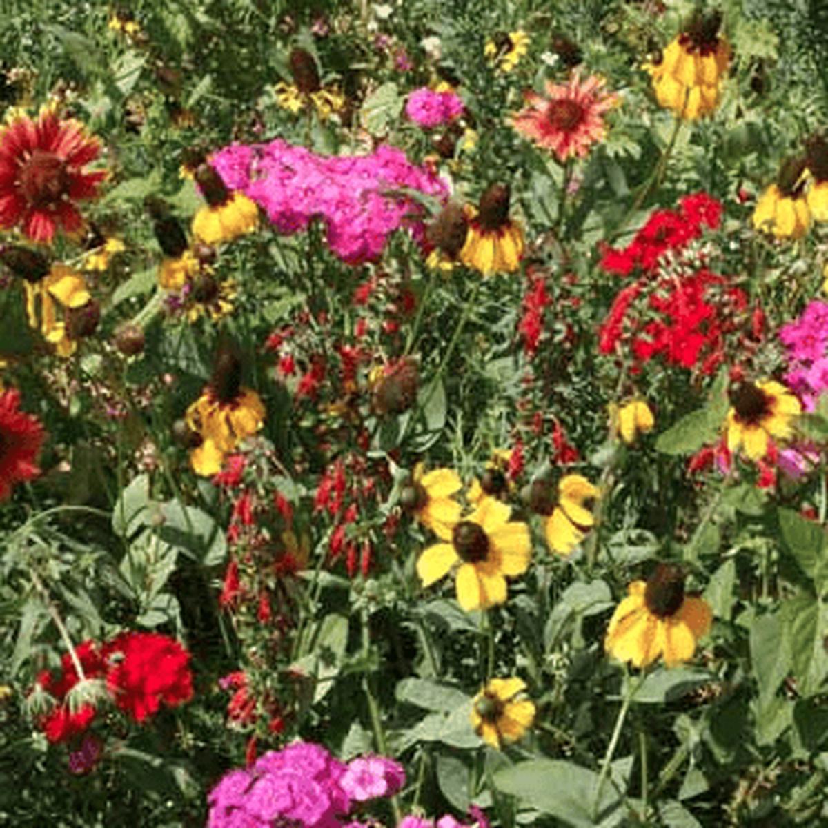 Southeast Native Wildflower Seed Mix