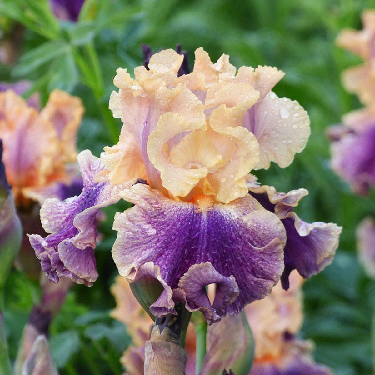 Spendthrift Bearded Iris