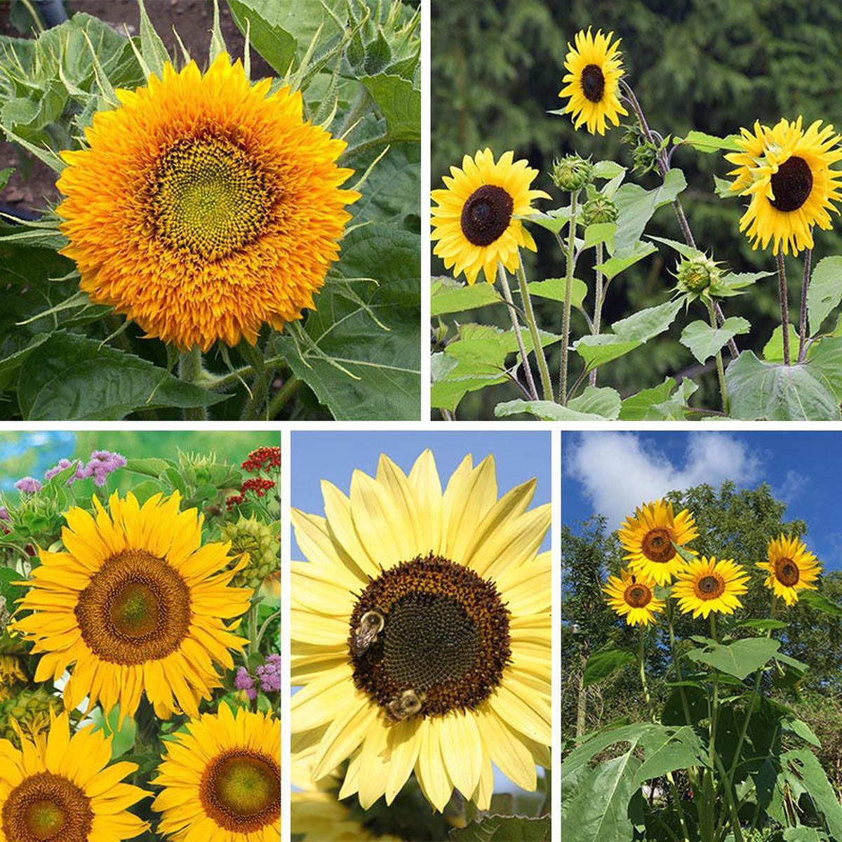 Sunflower Seed Mix