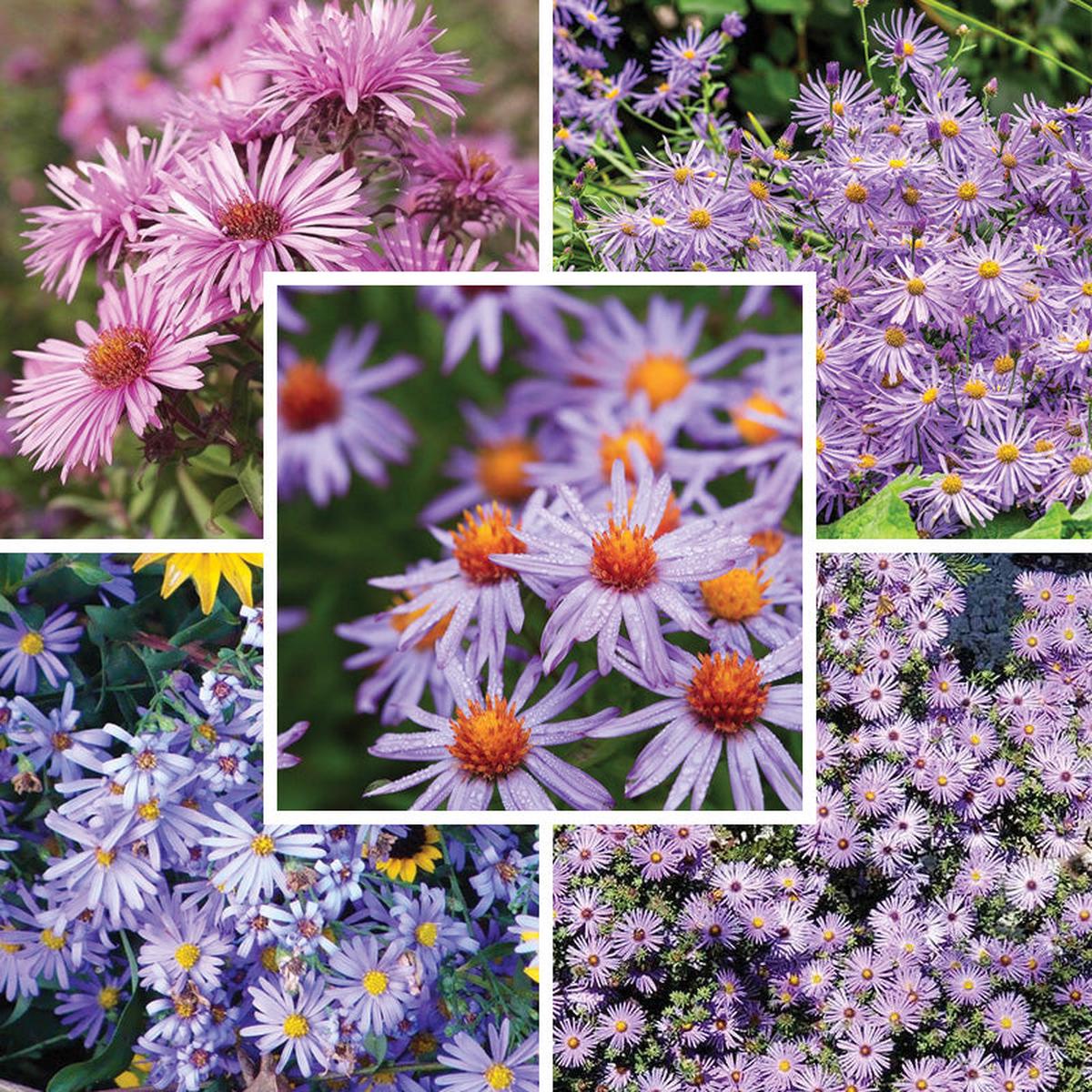 Superstar Aster Collection