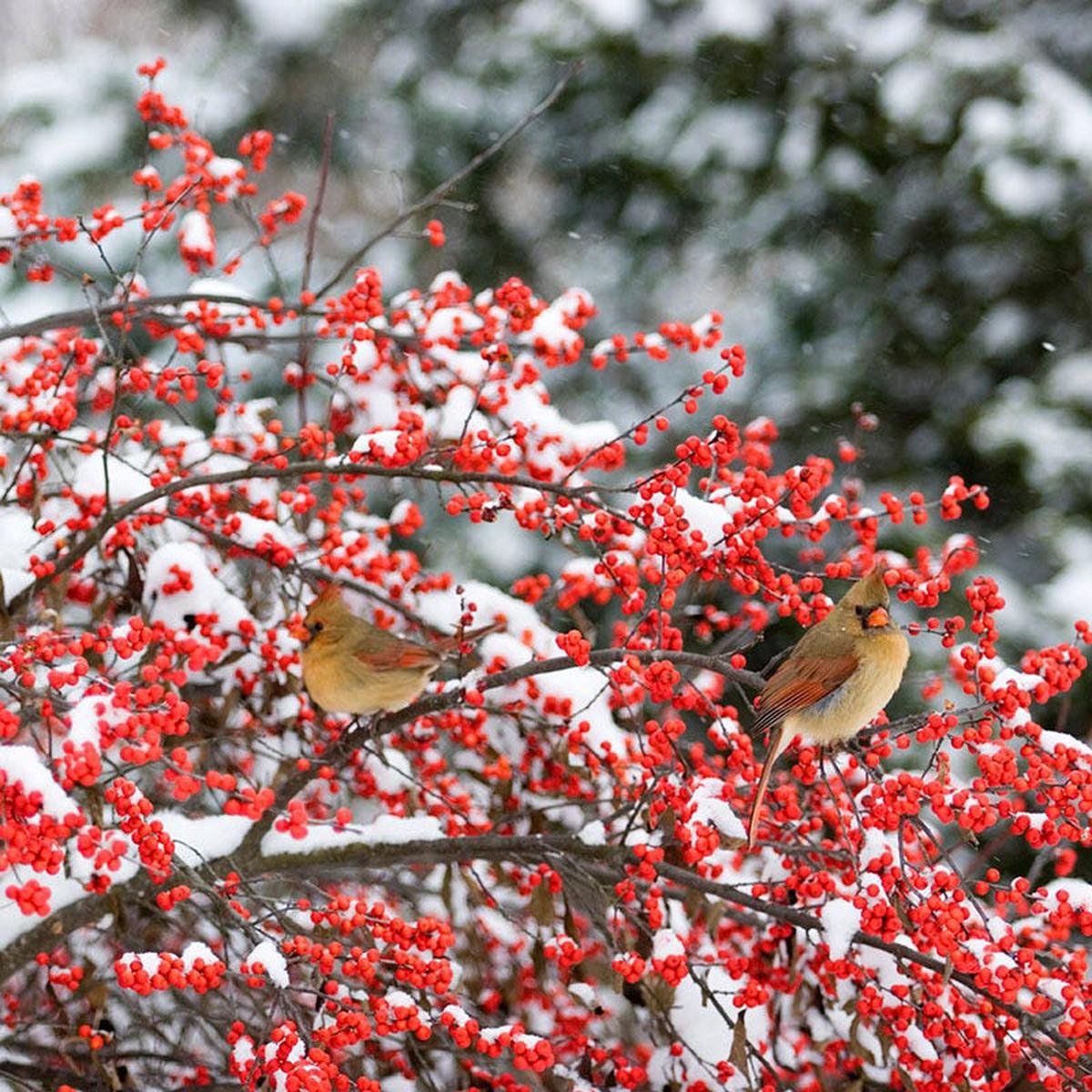 Winter Red Winterberry