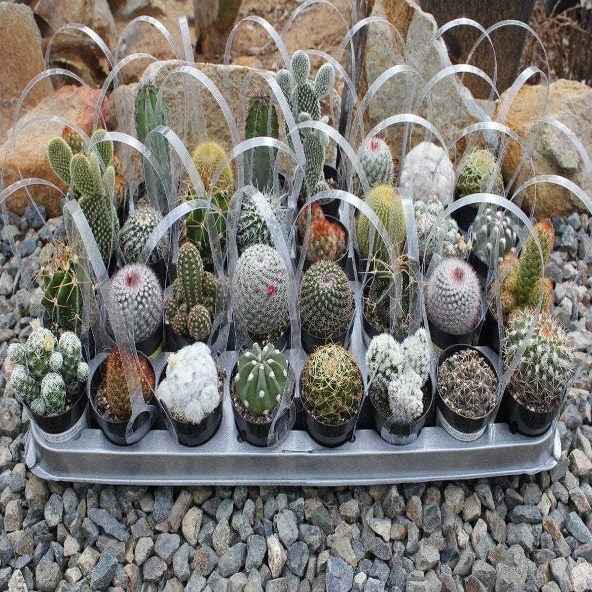 2.5" Assorted Cactus (w/ Names)
