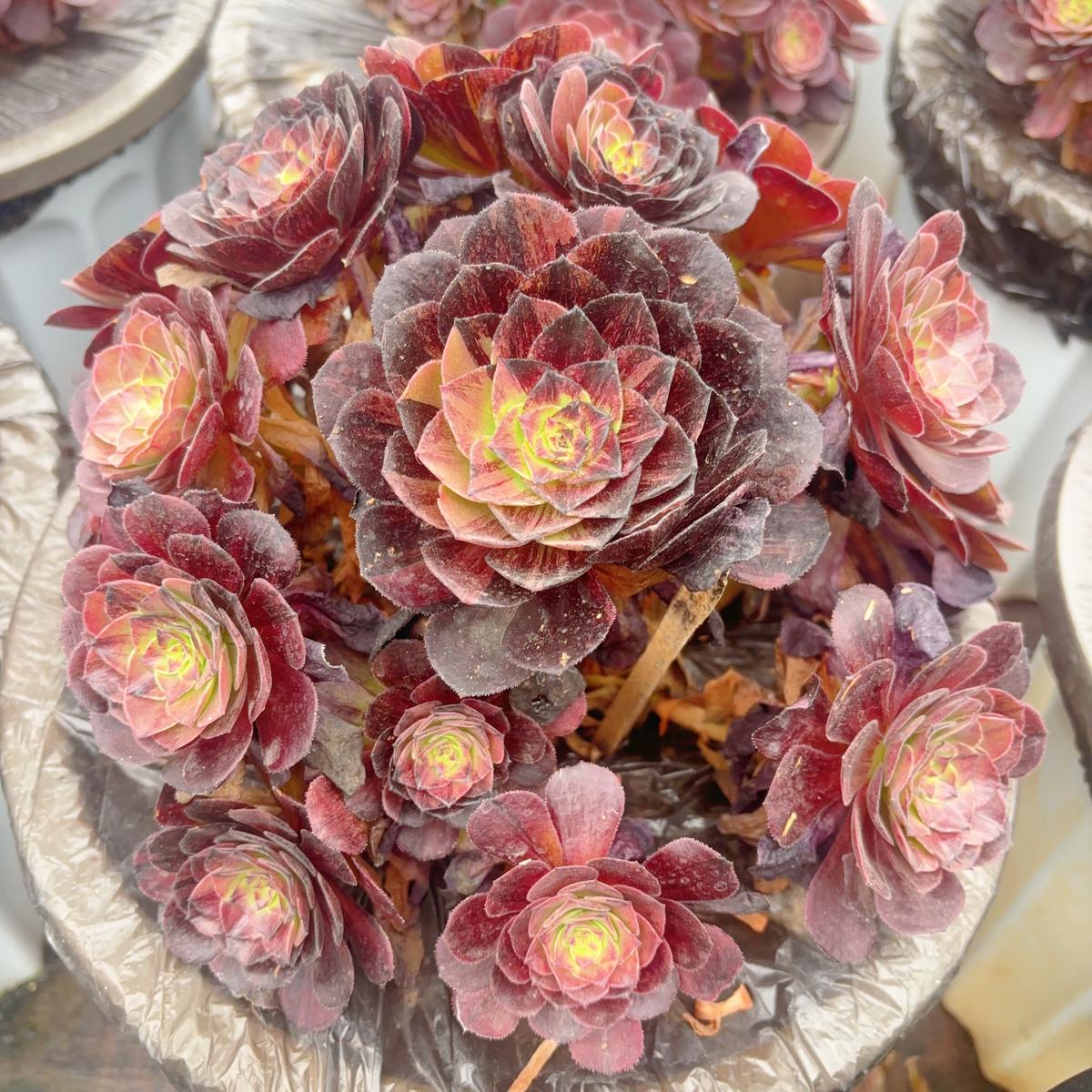 Aeonium Cappuccinoclusterabout 8 heads20-25cm