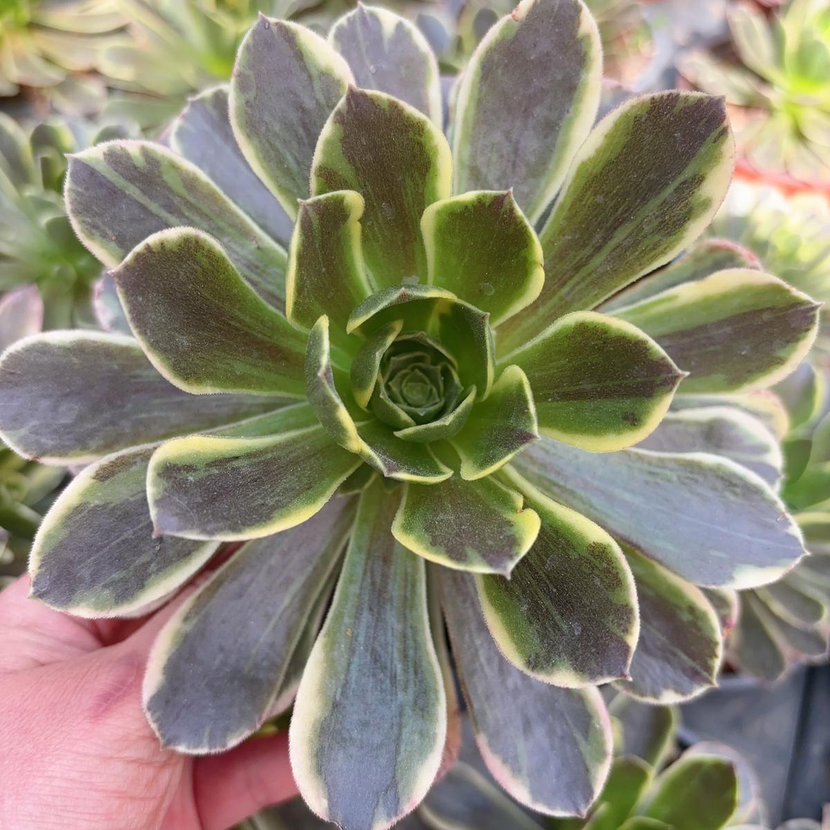 Aeonium CinderellaSingle head with root 13cm