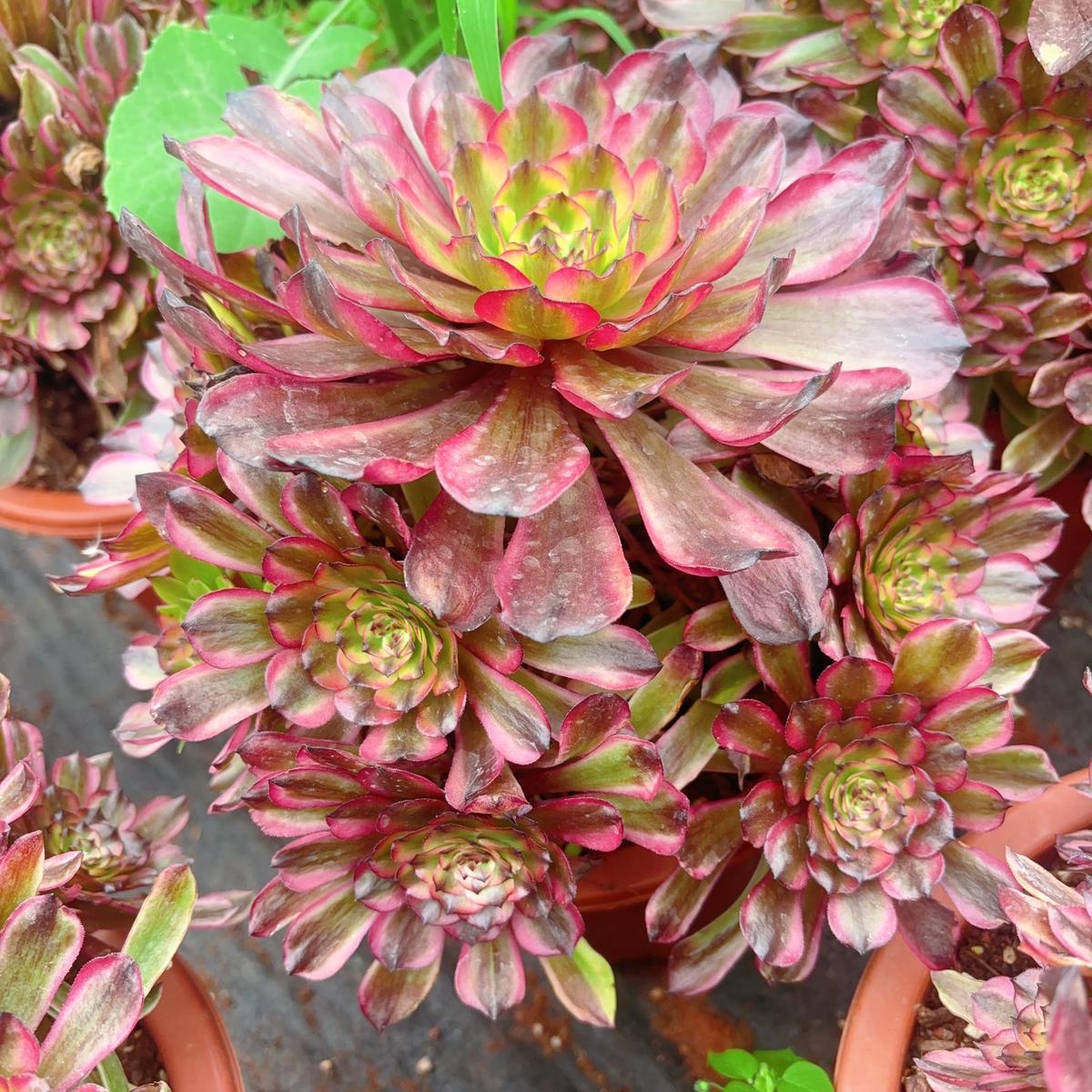 Aeonium Limbo Fairyclusterabout 8 heads20-25cm
