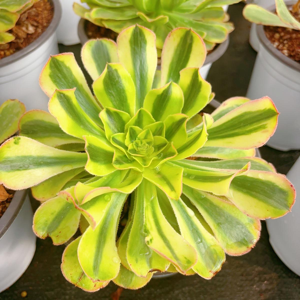 Aeonium PorscheSingle head 13cm