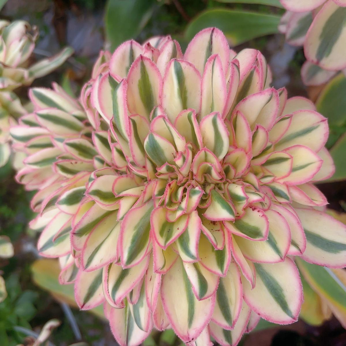 Aeonium Zeus SelectedRootless Crest13-18cm