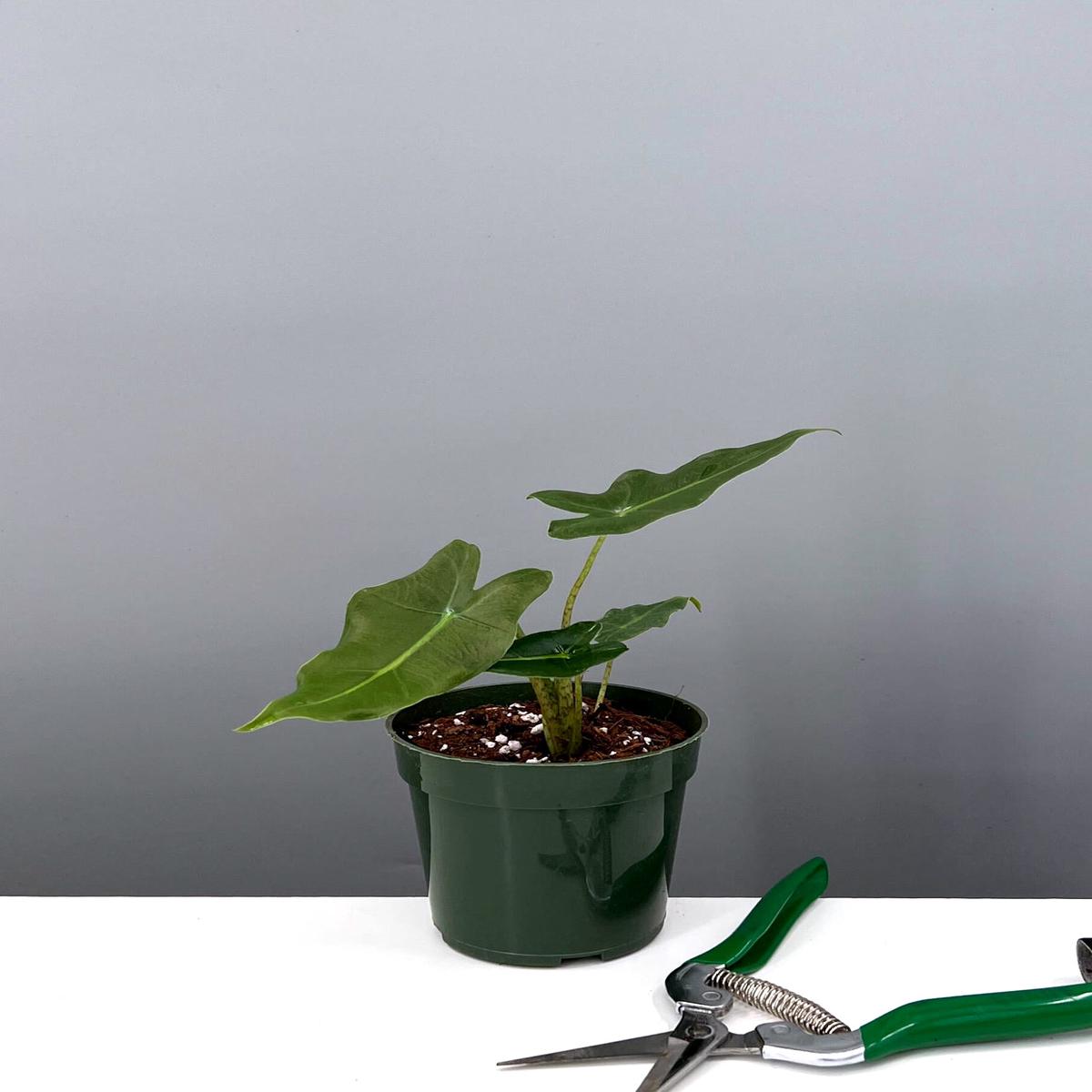 Alocasia Sarian