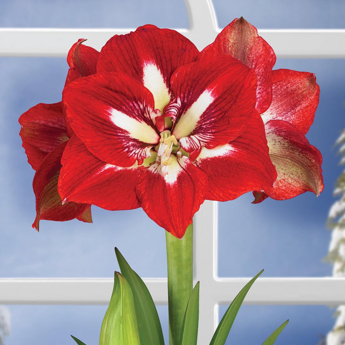 Amaryllis Barbados (Hippeastrum hybrid)