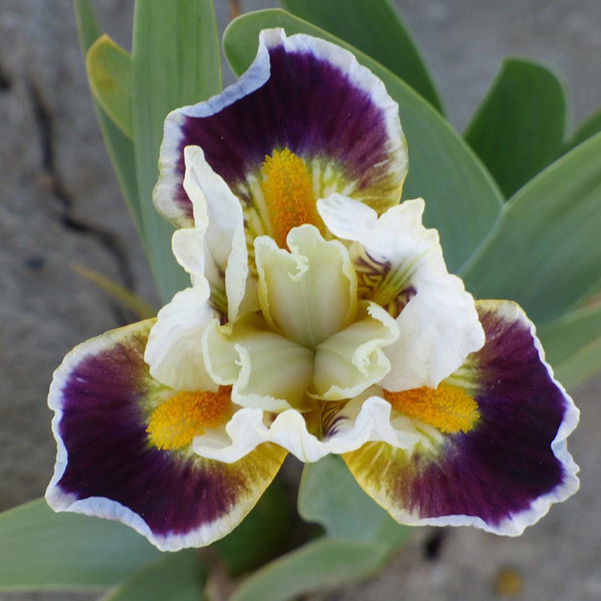 Bighorn Dwarf Bearded Iris