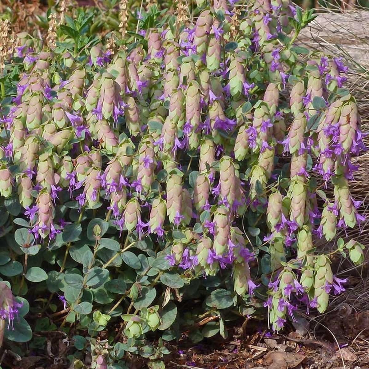 Cascading Hopflower Ornamental Oregano