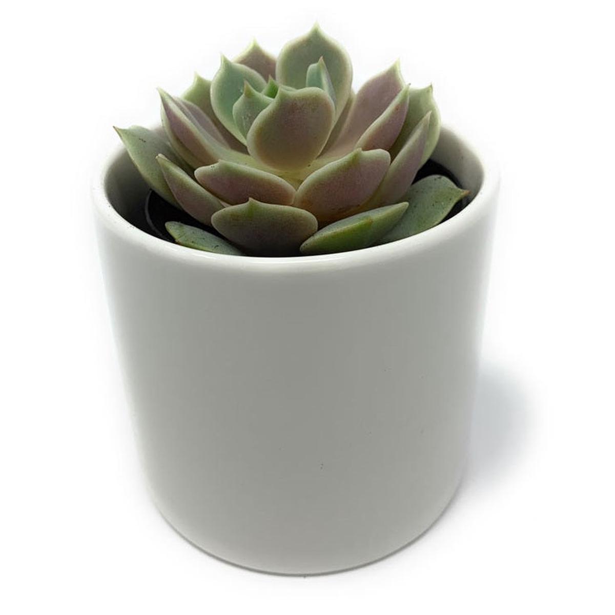 Ceramic Pot