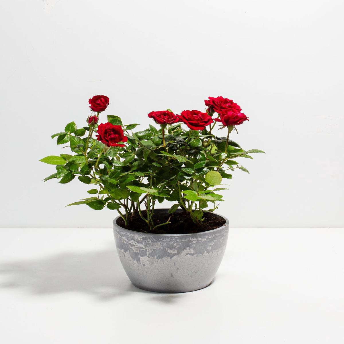 Crimson Red Miniature Roses