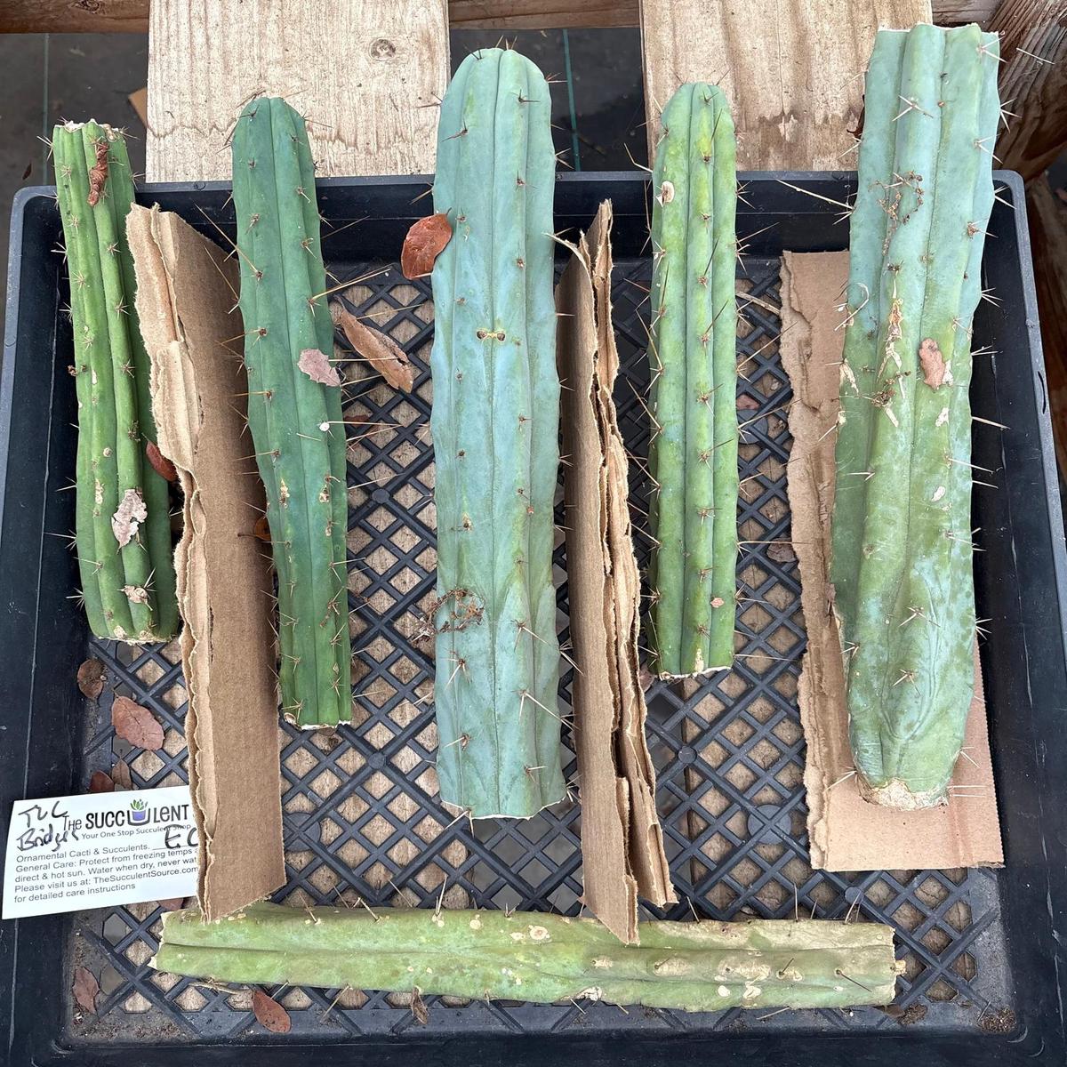 #EC148 EXACT Trichocereus Bridgesii Jiimz Cactus Cutting TLC Bargain Lot