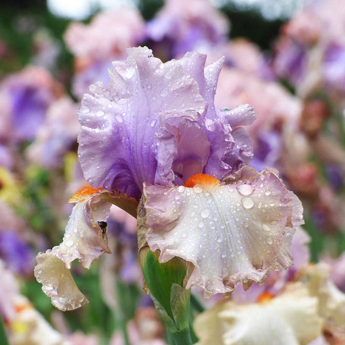 Enraptured Bearded Iris