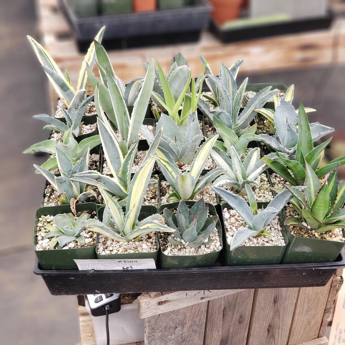 #ES19 EXACT Tray of Agave assortment in 3" containers