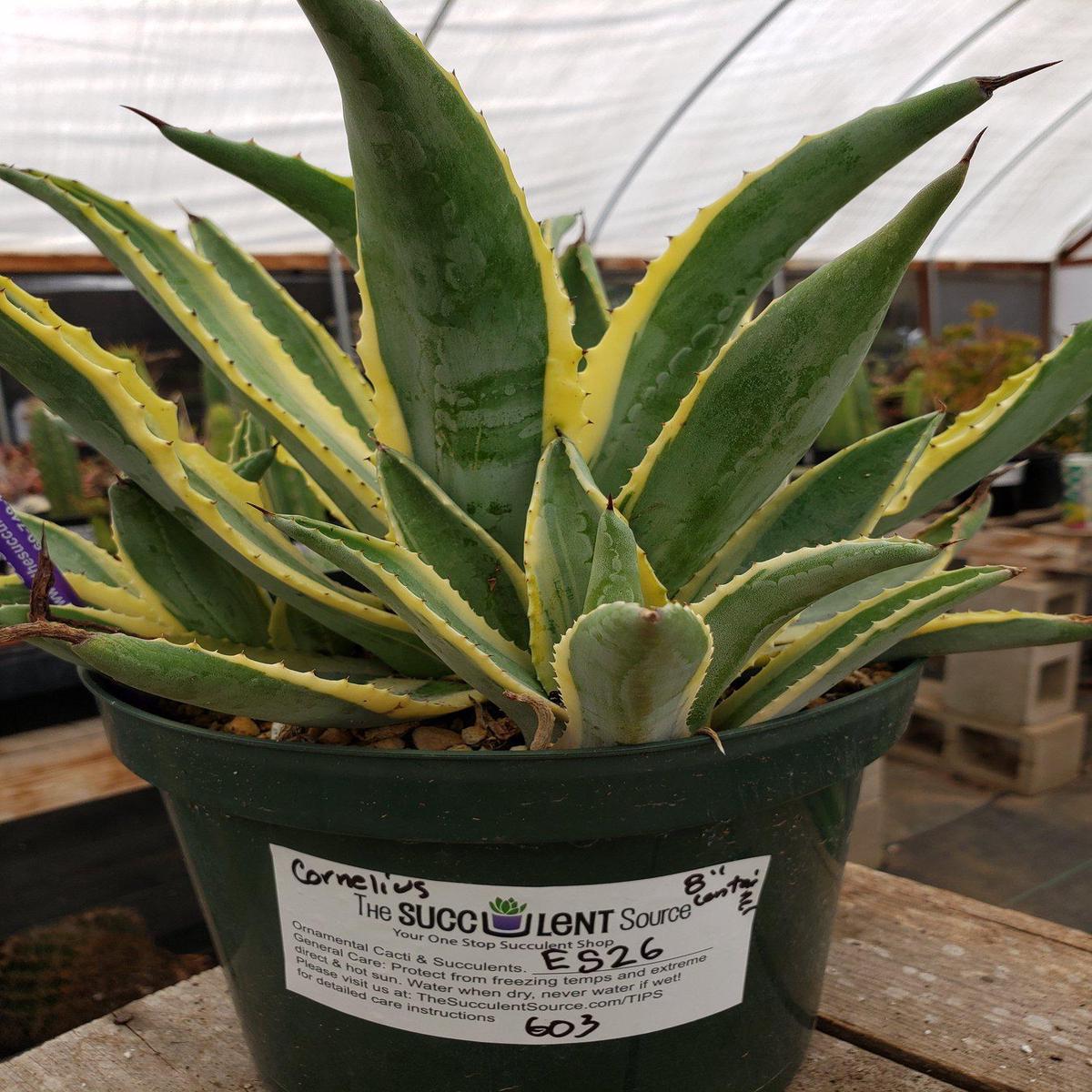 #ES26 EXACT Agave Cornelius in 8" container