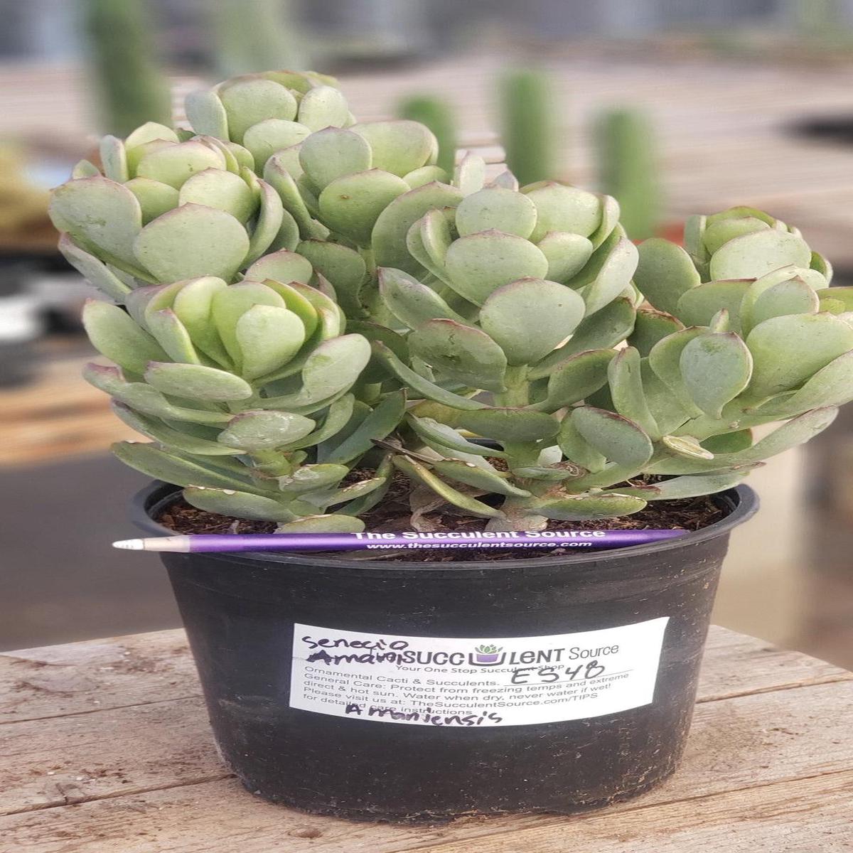 #ES48 EXACT Senecio Amaniensis Amani Succulent 1 gallon