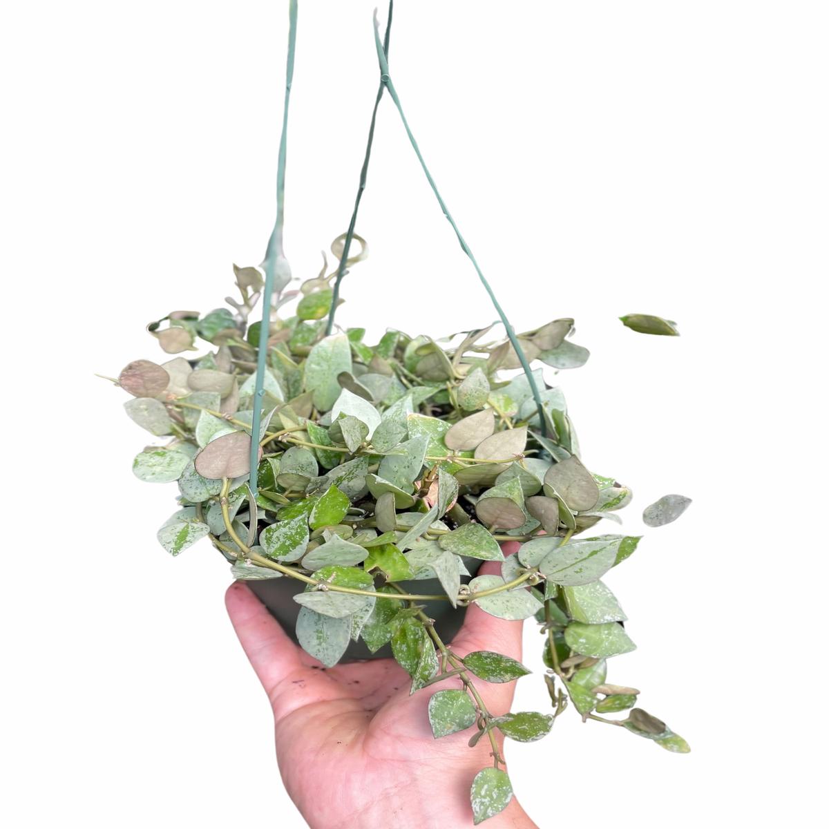 Hoya Krohiana 'Eskimo'